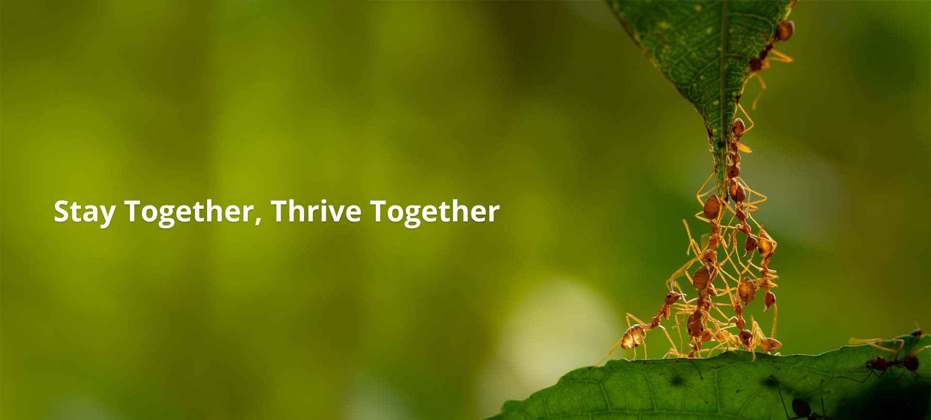 Stay Together, Thrive Together